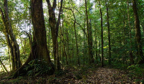 Botanic Walk - Tourism TAS 1
