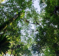 Botanic walk - Hobart Tourism