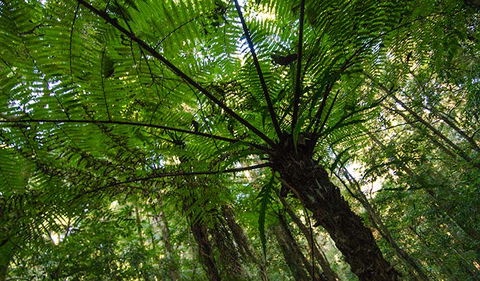 Botanic Walk - Tourism TAS 2