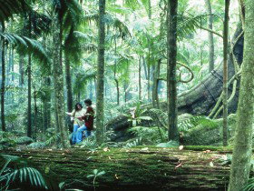 Binna Burra QLD Tourism TAS