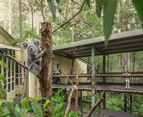 Daisy Hill Koala Centre - Tourism TAS 0