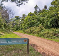 Antarctic Beech picnic area - Hobart Tourism