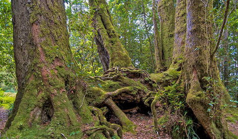 Antarctic Beech Picnic Area - Hobart Tourism 3