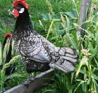 Merry Maidens Veggies - Hobart Tourism