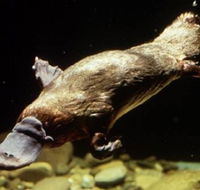 Platypus Pool - Hobart Tourism