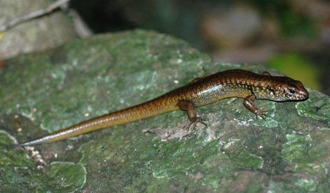 Boorganna Nature Reserve - Hobart Tourism 1