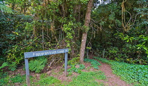 Falcorostrum Loop Walking Track - Hobart Tourism 0