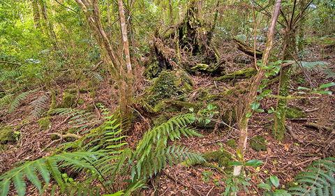 Falcorostrum Loop Walking Track - Hobart Tourism 1
