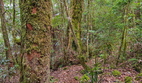 Falcorostrum Loop Walking Track - Hobart Tourism 2