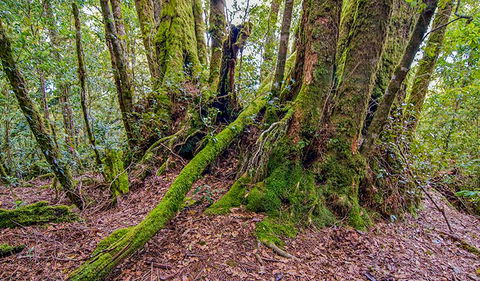 Falcorostrum Loop Walking Track - Hobart Tourism 3