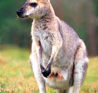 Venman Bushland National Park - Tourism TAS