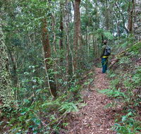 Blackbutt walking track - Hobart Tourism