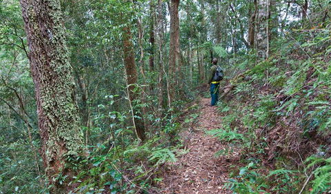 Blackbutt Walking Track - Tourism TAS 0