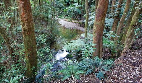 Blackbutt Walking Track - Tourism TAS 1