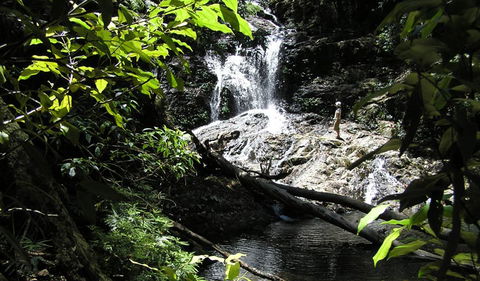 Blackbutt Walking Track - Tourism TAS 2