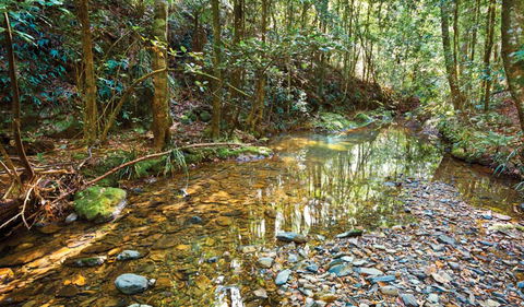 Blackbutt Walking Track - Tourism TAS 3