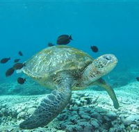 Flinders Reef Dive Site - Tourism TAS