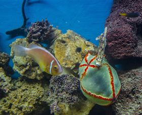 Irukandji Shark And Ray Encounters - Tourism TAS 6