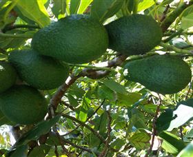 The Avocado Farm - Tourism TAS 6