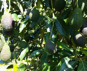 The Avocado Farm - Tourism TAS 7
