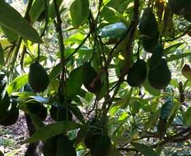The Avocado Farm - Tourism TAS 5