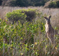 Murramarang Aboriginal Area walking track - Hobart Tourism