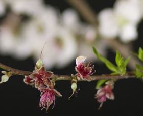 Fruit Salad Tree Company - Tourism TAS 1