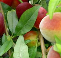 Fruit Salad Tree Company - Hobart Tourism