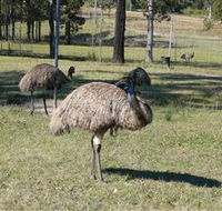 Glen Ian Ostrich and Emu Farm - Tourism TAS