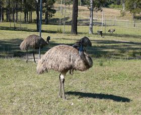 Glen Ian Ostrich And Emu Farm - Hobart Tourism 0