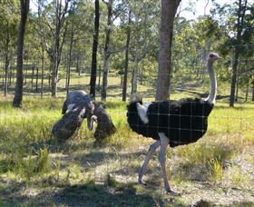 Glen Ian Ostrich And Emu Farm - Hobart Tourism 2