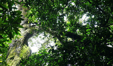 Wollumbin National Park - Hobart Tourism 1