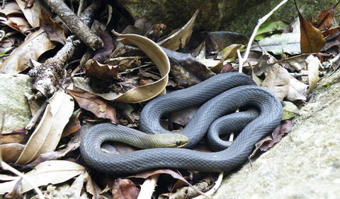 Wollumbin National Park - Hobart Tourism 3