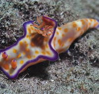 Curtain Artificial Reef Dive Site - Tourism TAS
