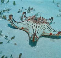 The Pines Dive Site - Tourism TAS