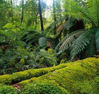 Errinundra National Park - Tourism TAS