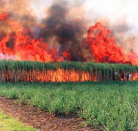 Reeves Family Sugar Cane Farm - Hobart Tourism