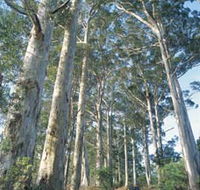 The Great Forest Trees Drive - Tourism TAS