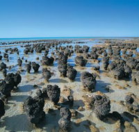 Hamelin Pool Stromatolites - Tourism TAS