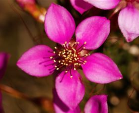 Flora - Tourism TAS 0