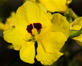 Flora - Tourism TAS 1