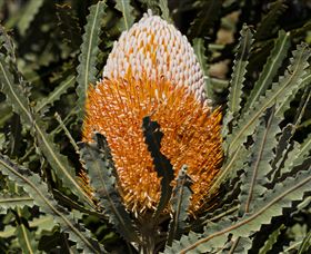 Flora - Tourism TAS 2