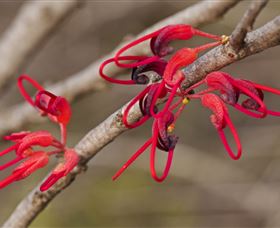 Flora - Tourism TAS 3