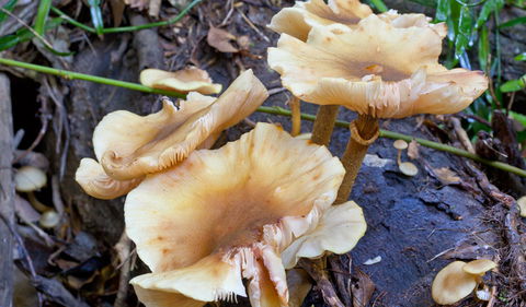 Coramba Nature Reserve - Hobart Tourism 2