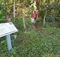 Rainforest walk - Hobart Tourism