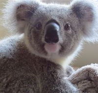 Koala Care Centre in Lismore - Hobart Tourism