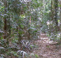 Big Scrub loop walking track - Hobart Tourism