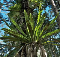 Whian Whian State Conservation Area - Hobart Tourism