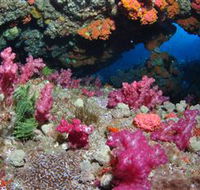 Cherubs Cave Dive Site - Tourism TAS