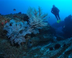 Cherubs Cave Dive Site - Tourism TAS 3